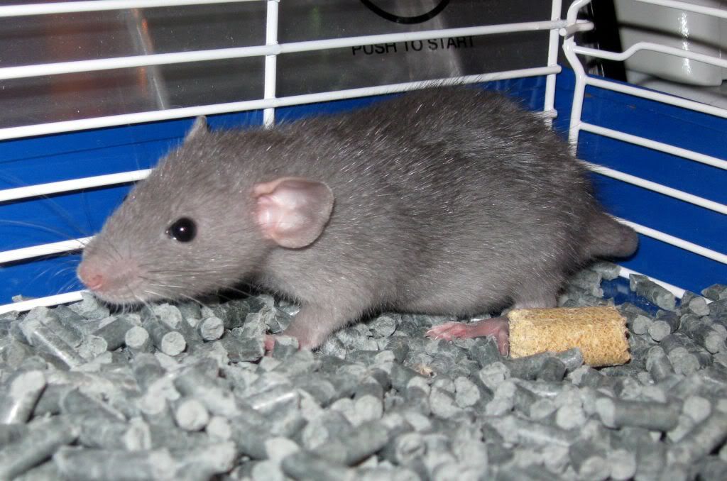 critters10-09019.jpg