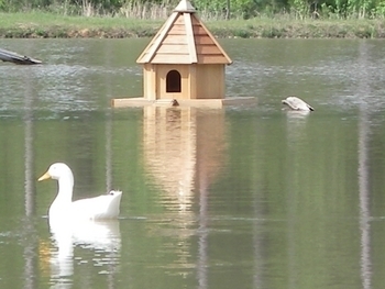 duck_house_on_water.JPG