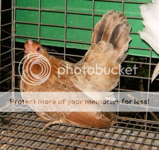 Serama_hen.jpg