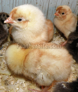 BuffLWyBtyChix.JPEG