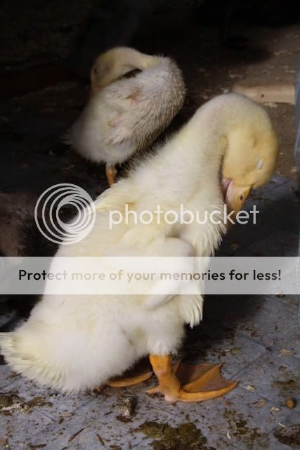 ducks036.jpg