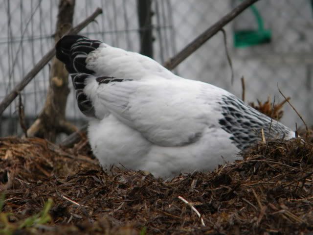 Tailpickeri.jpg