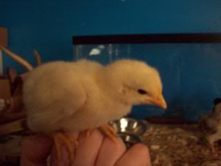 Chickens049.jpg