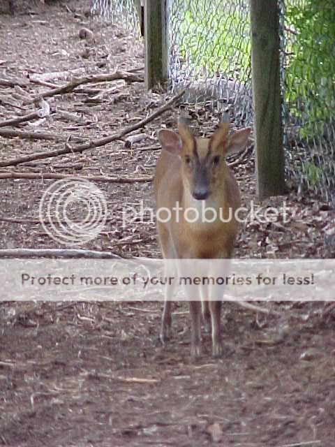 Muntjacbuck.jpg