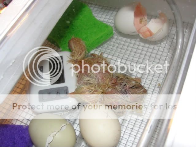 chicks068.jpg