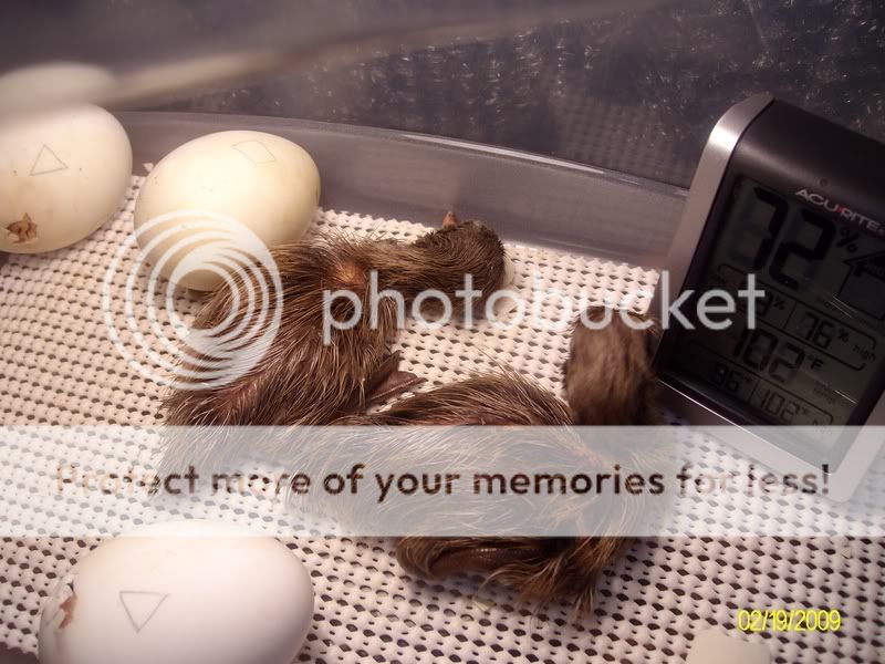 Duckies009.jpg