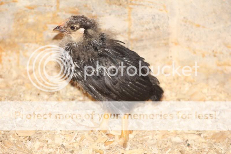 TSCChicks014.jpg
