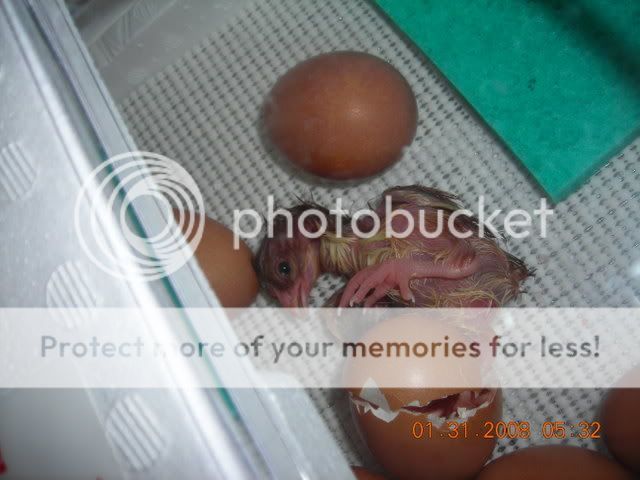 DSCN1855.jpg