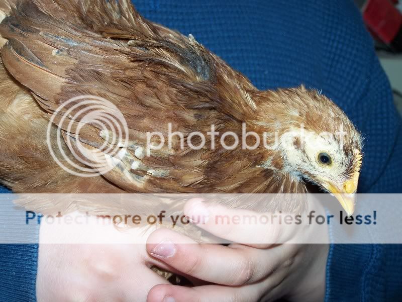 chickensex025.jpg