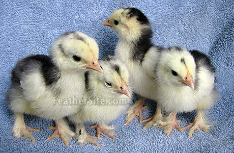 MottledCochinBtyChix.JPEG