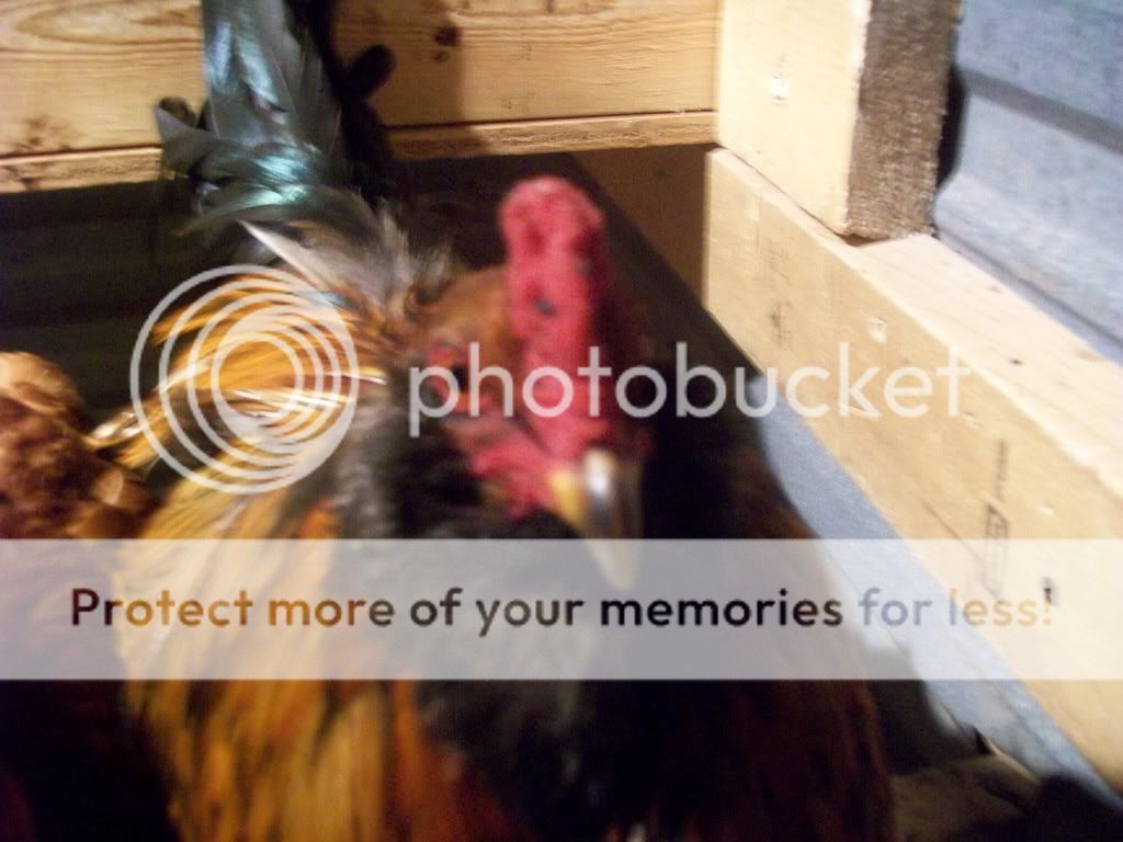 chickenpics047.jpg