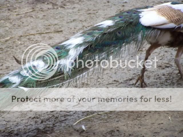 peafowl055.jpg