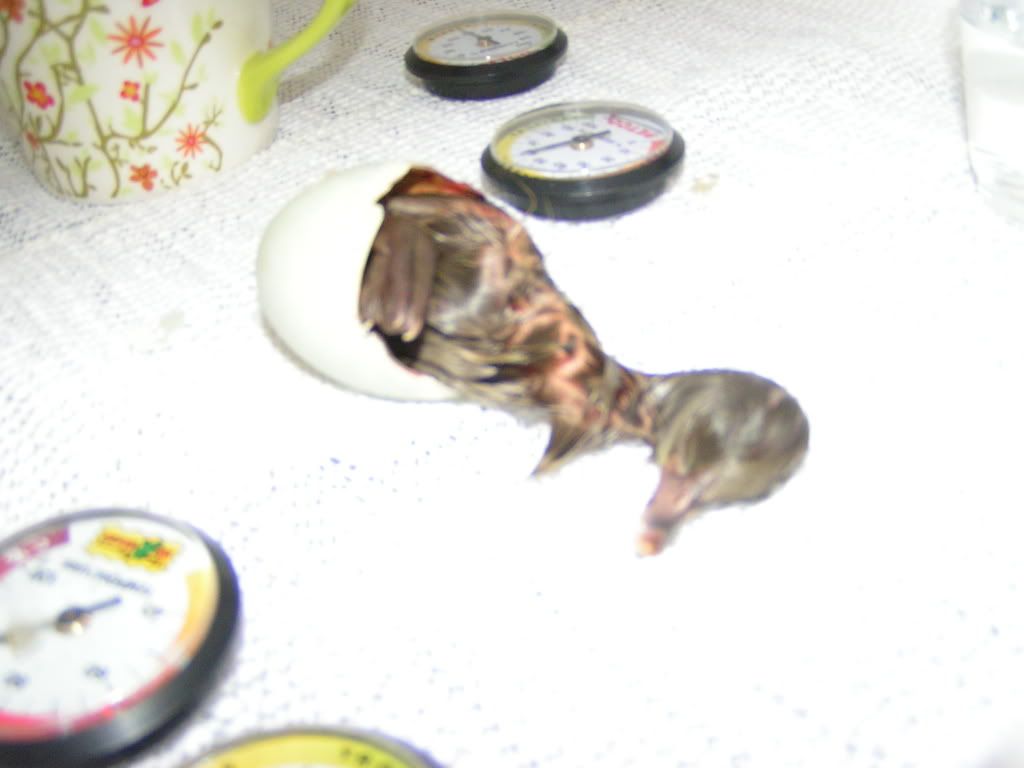 DUCKshel.jpg