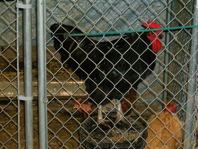 PICT0081.jpg