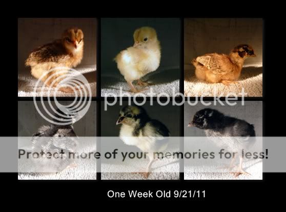 chickenmontage-Page006.jpg
