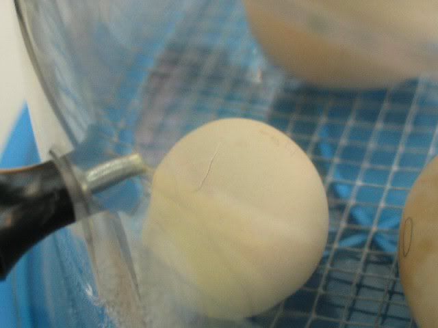Eggs006small.jpg