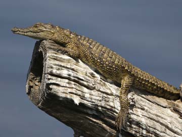 crocodile_tree_thinkstock_360x270.jpg
