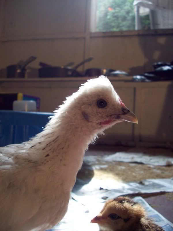 coop008.jpg