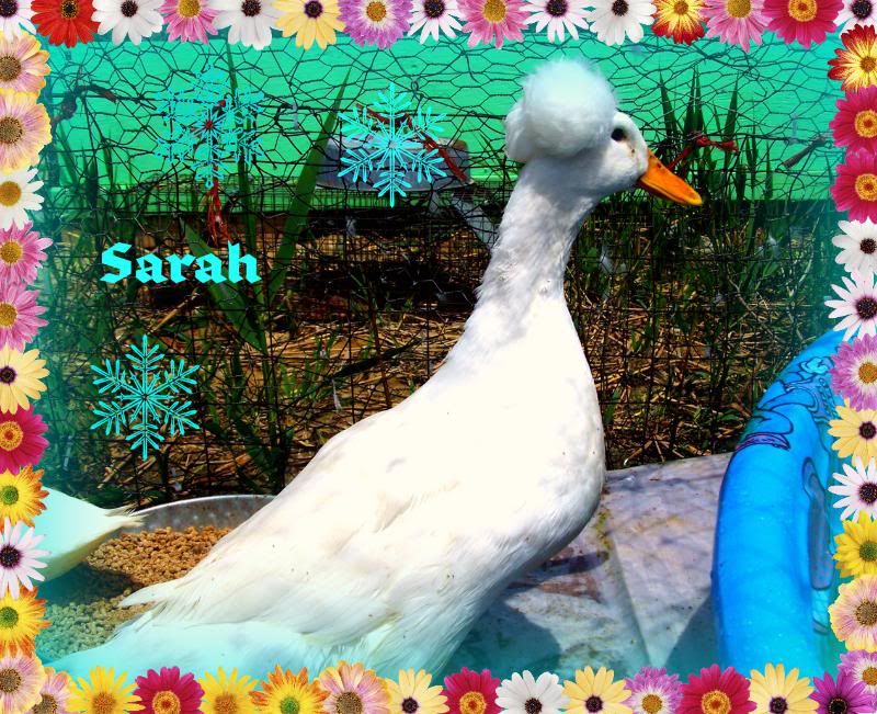 Sarah02.jpg