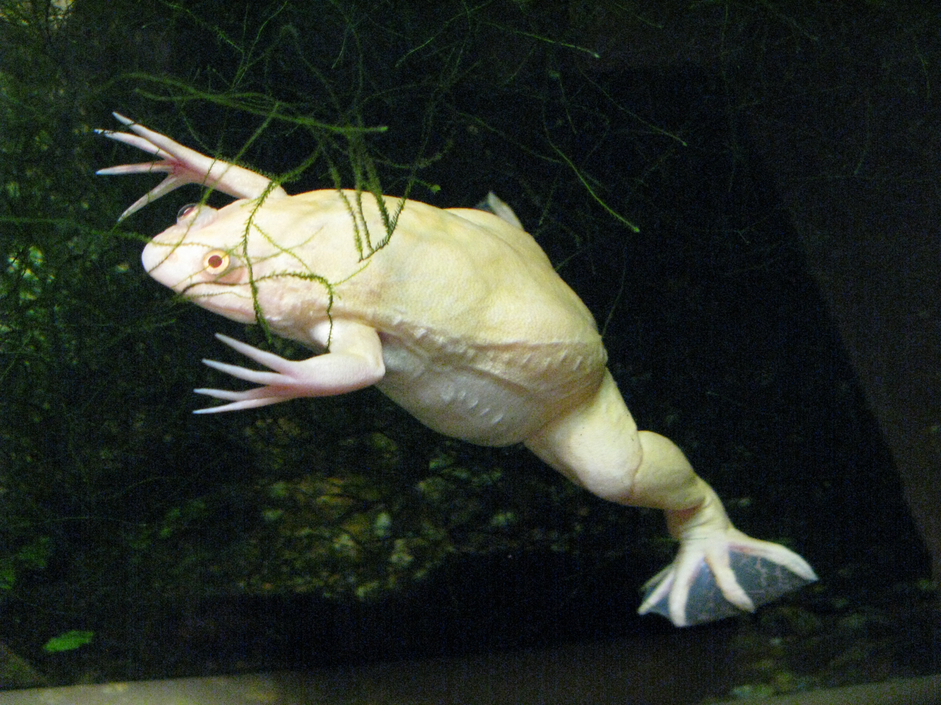 Xenopus_laevis_var_albino.jpg