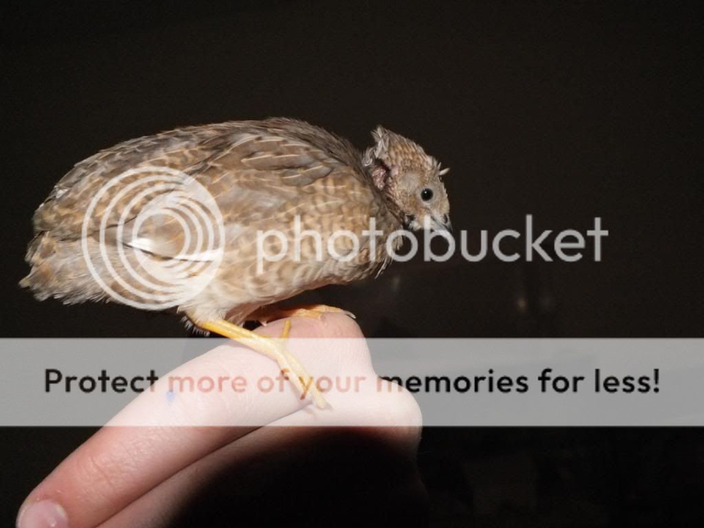 DSCF9100.jpg