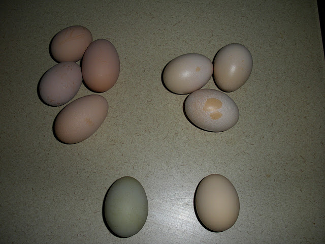 DSCN0721.JPG