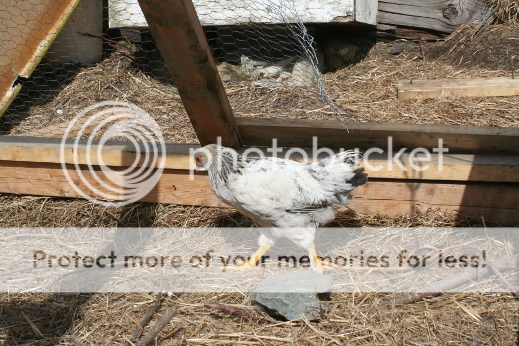 Bessie1.jpg