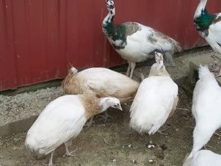 birds116.jpg