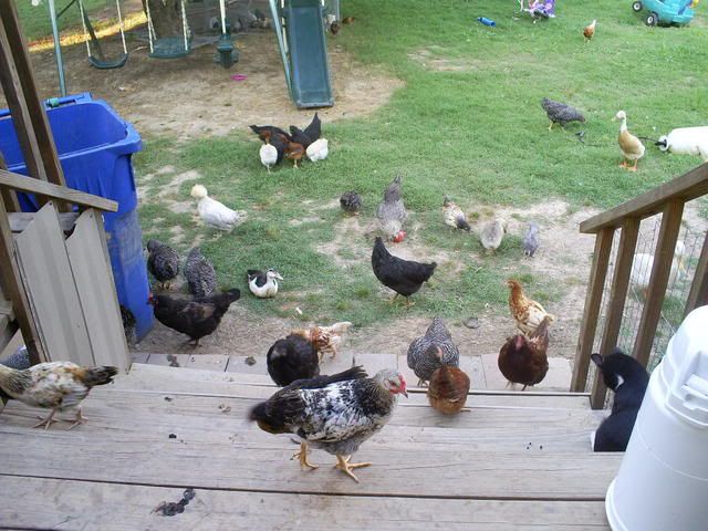 animals131.jpg