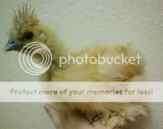 silkie.jpg