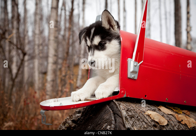 siberian-husky-puppy-inside-rural-mailbox-alaska-autumn-cnb27k.jpg