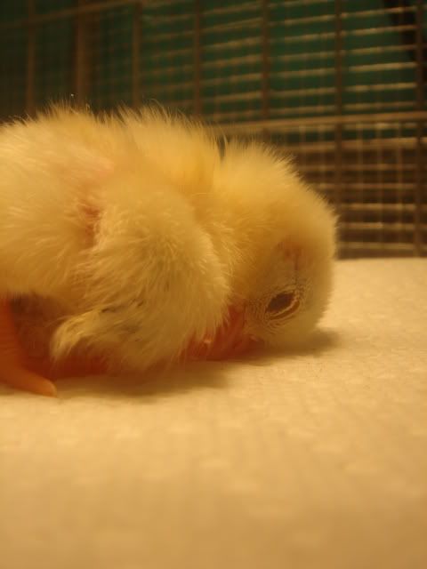 DSC00731.jpg