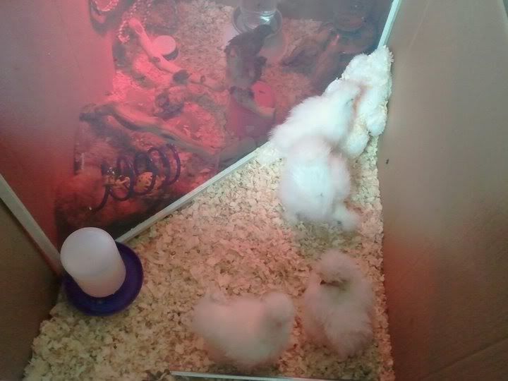 brooder2.jpg