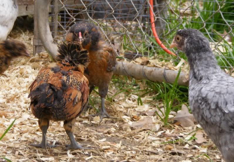 chicks031110008.jpg