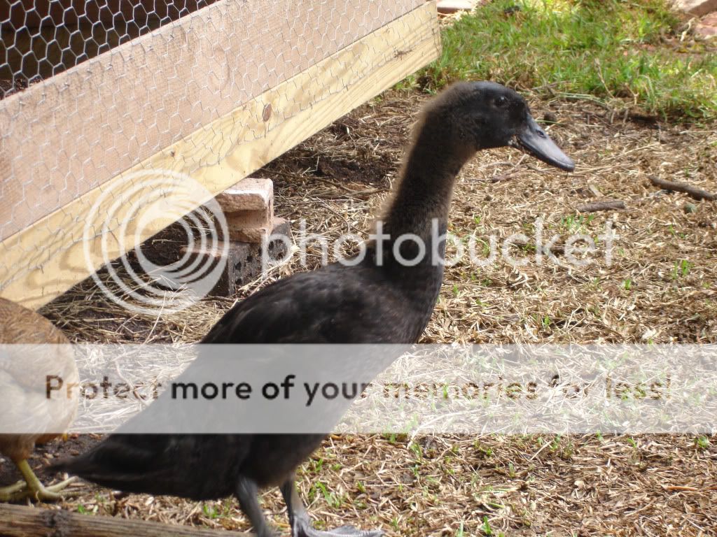Squeks-a-1.jpg
