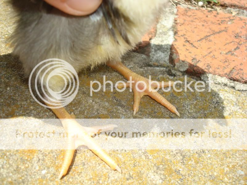dchick34.jpg