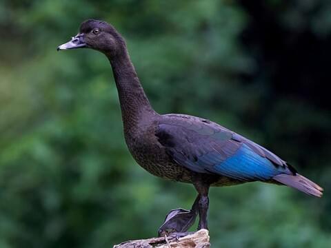 Muscovy Duck Adult female