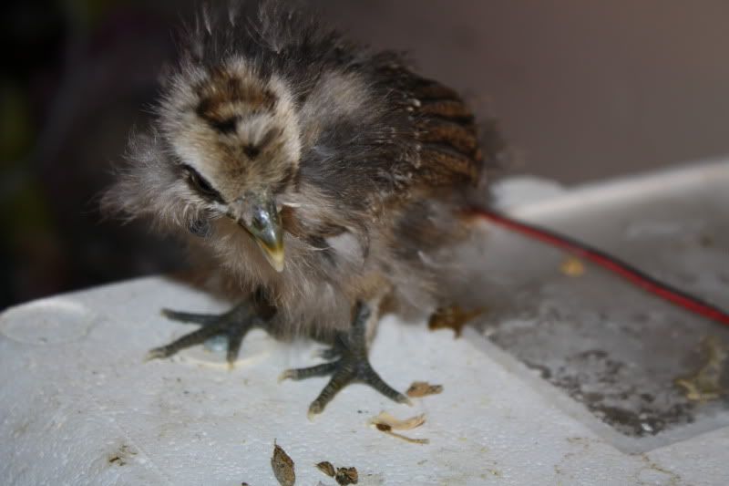 Partridge011.jpg