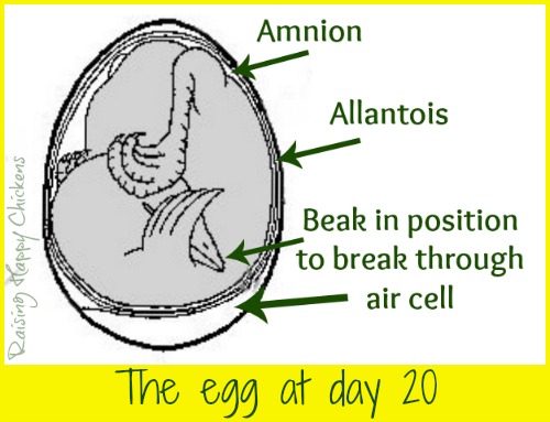 chick-hatching.jpg