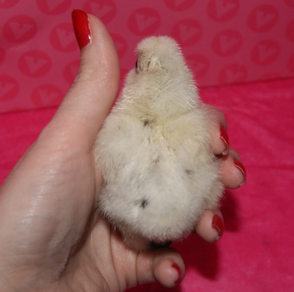 paintchick2-2.jpg