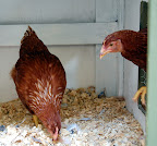 chicken%20012%20sm.jpg