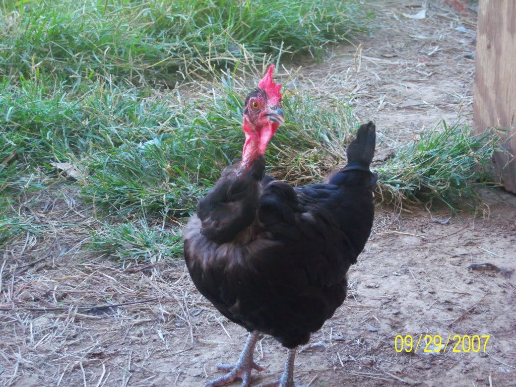-chirinegra1-.jpg