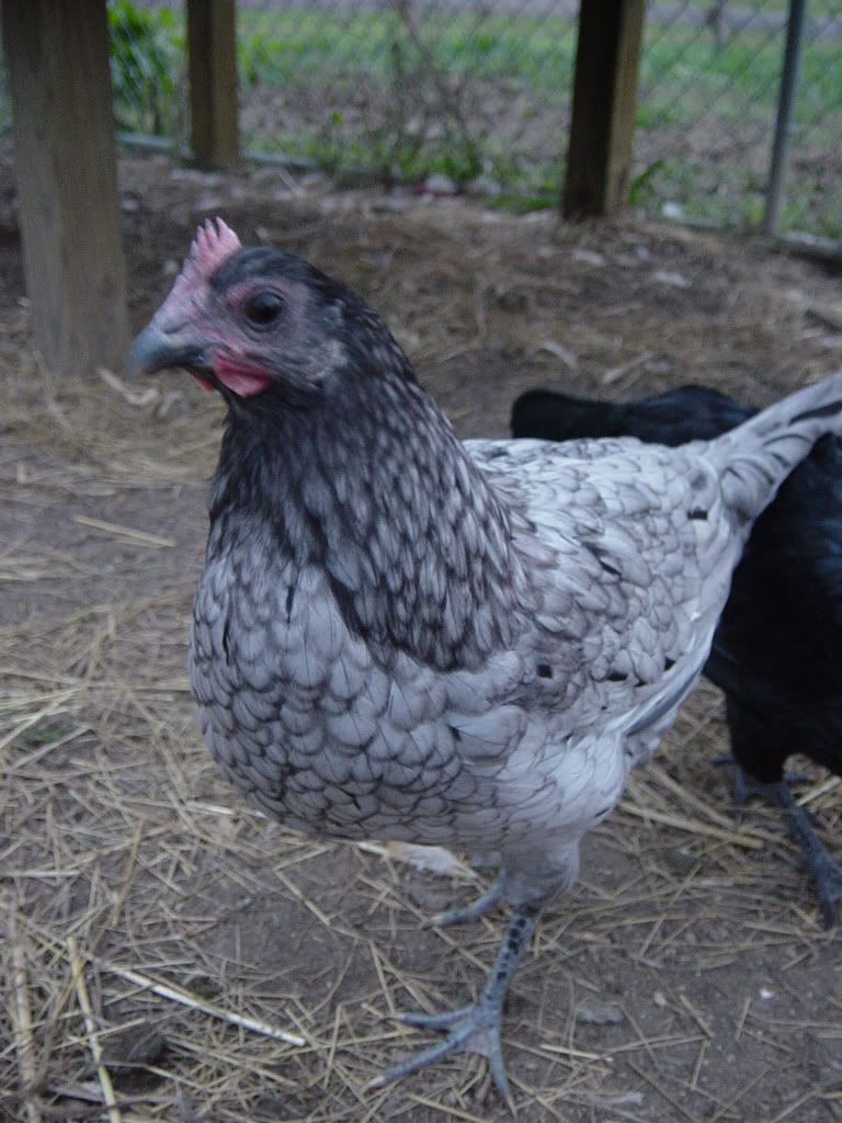 chickens028.jpg