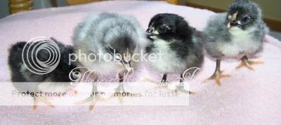 ChicksB08-25-10.jpg