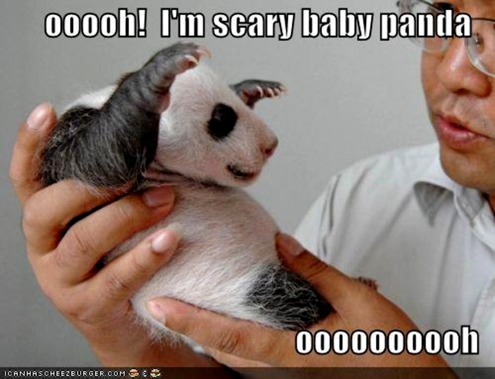 Funny-random-23797926-1000-766.jpg