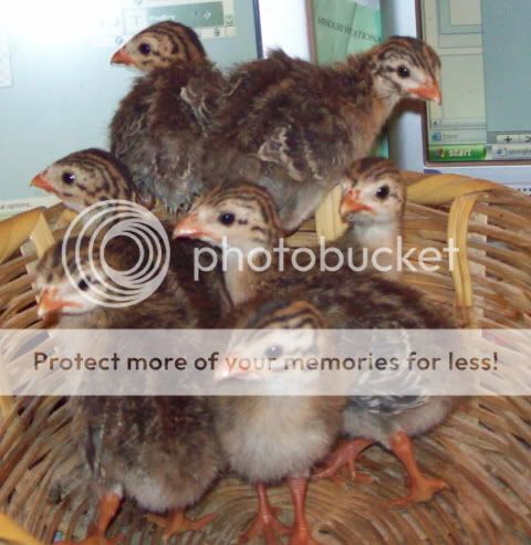 Guineas3.jpg
