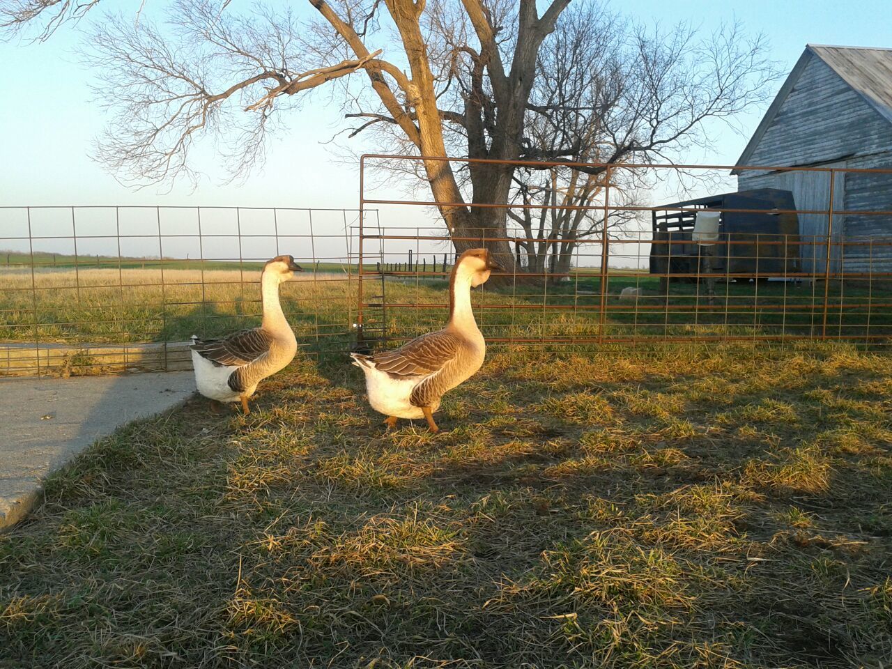 900x900px-LL-aaeee33b_2012-03-1219.15.051.jpeg