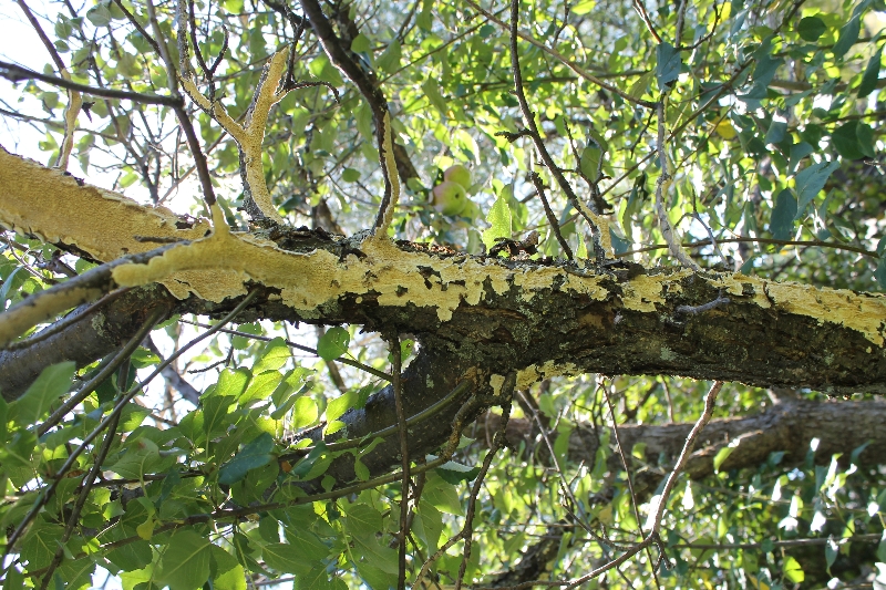 apple20tee20fungus2.jpg