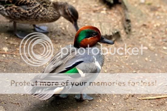 IMG_0316a.jpg