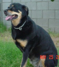 sheeba1.jpg